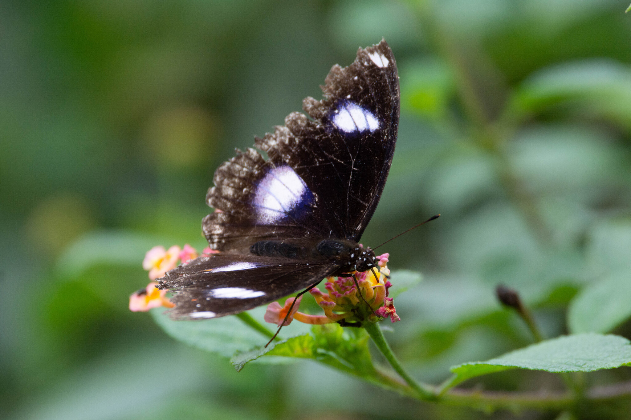 Great Eggfly
