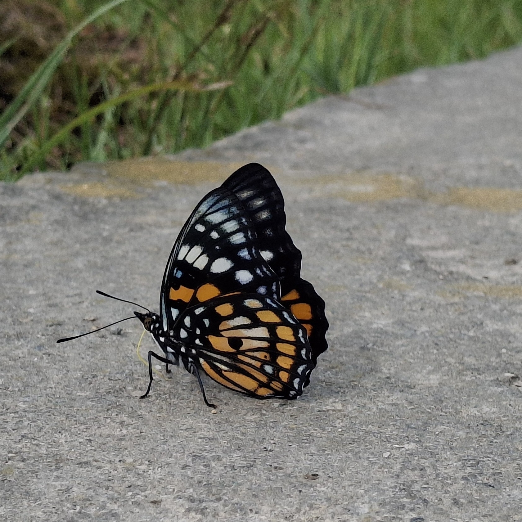 White-Spotted Courtier