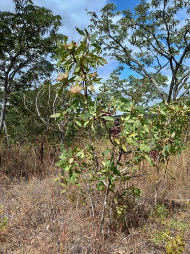 White Tree Woodland Sugarbush (Protea angolensis)