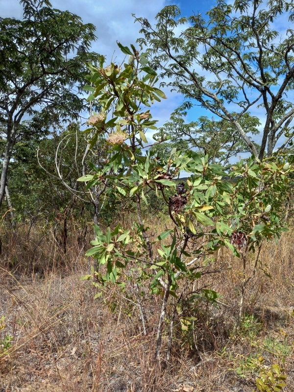 White Tree Woodland Sugarbush (Protea angolensis)