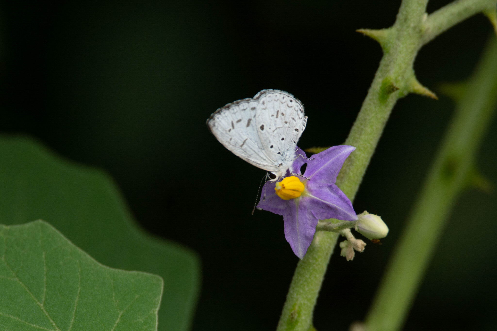 Common Hedge Blue