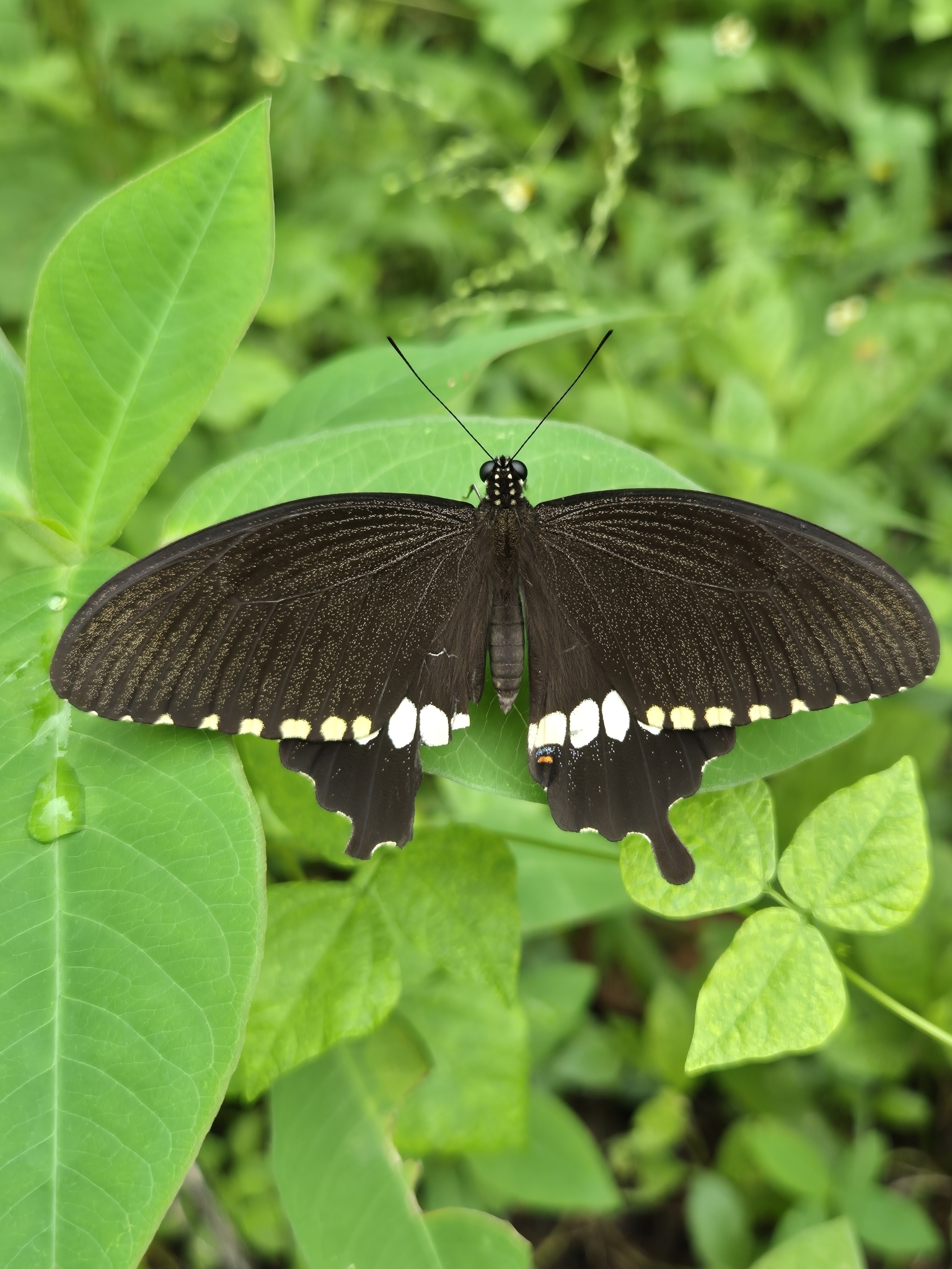 Common Mormon