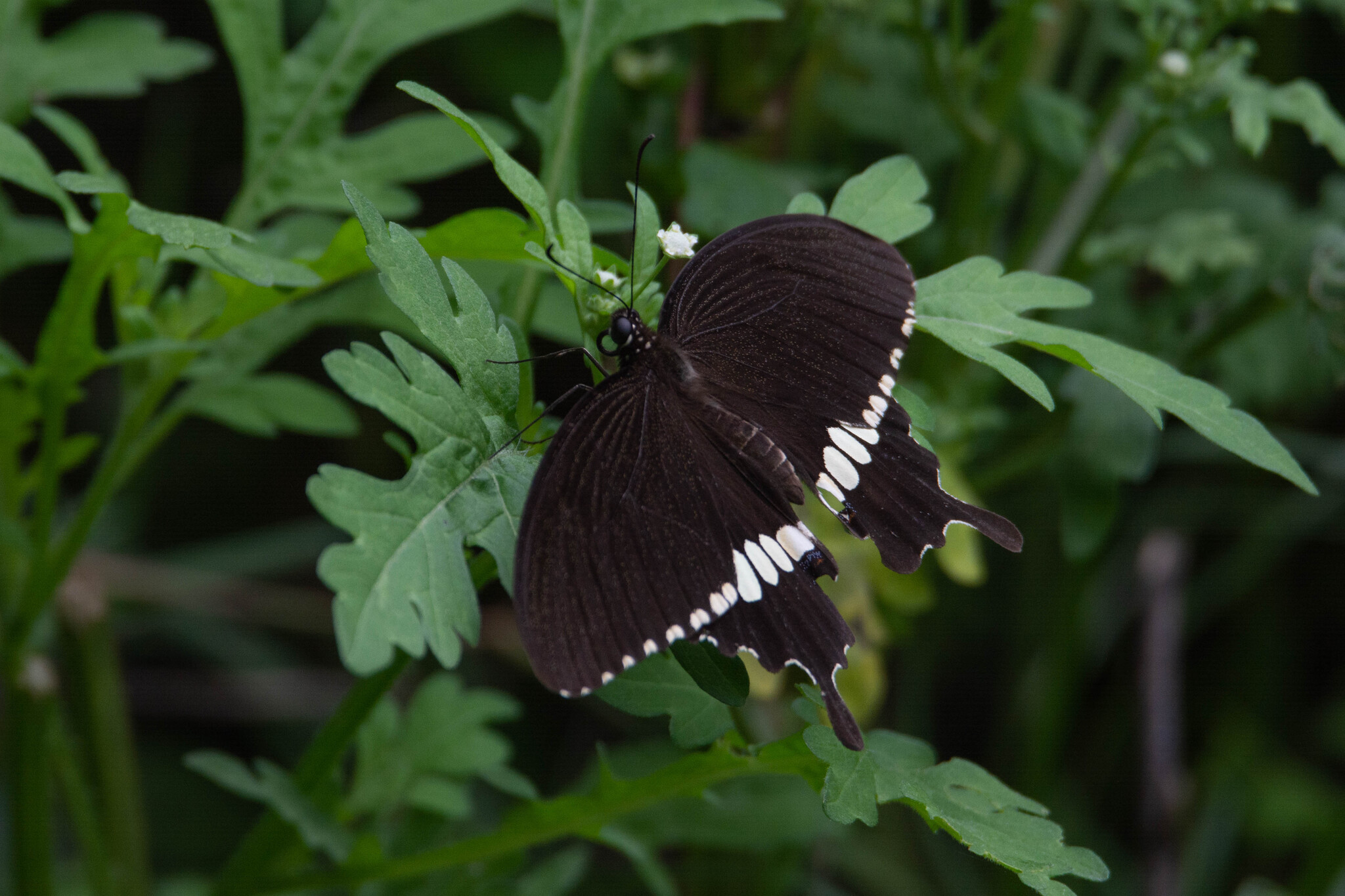 Common Mormon