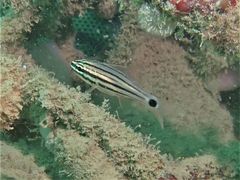 Ostorhinchus endekataenia