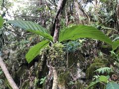 Dendrocnide latifolia