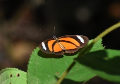 Eueides olympia olympia