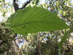 Dendrocnide latifolia