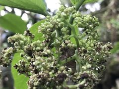 Dendrocnide latifolia