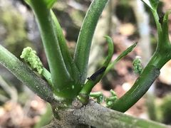 Dendrocnide latifolia