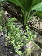 Dendrocnide latifolia