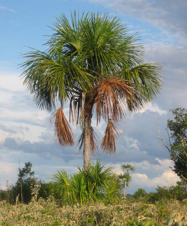 Calamoideae