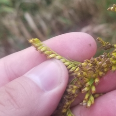 Solidago canadensis canadensis