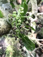 Dendrocnide latifolia