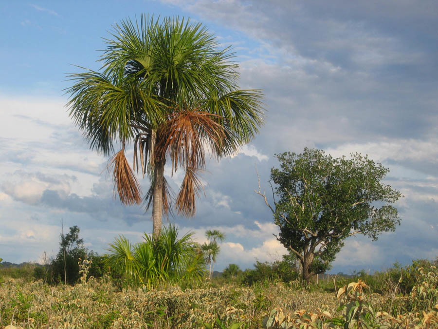Mauritia flexuosa