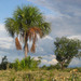 Moriche Palm - Photo (c) Paul Donahue, some rights reserved (CC BY-NC), uploaded by Paul Donahue