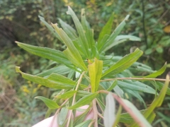 Solidago canadensis canadensis
