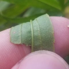 Solidago canadensis canadensis
