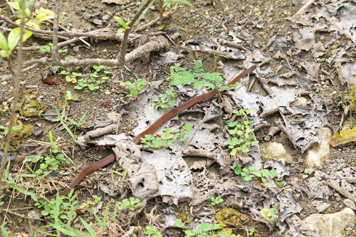 Bleek's Kukri Snake