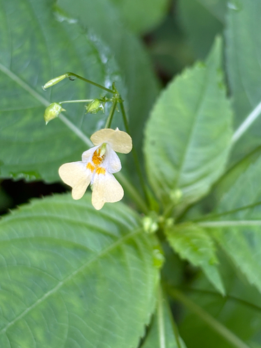 Smulkiažiedė sprigė