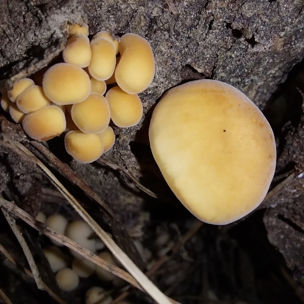 Flammulina velutipes · July 2025 · photo: © kiwialli (iNaturalist, cc-by)