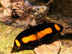 Catonephele salambria