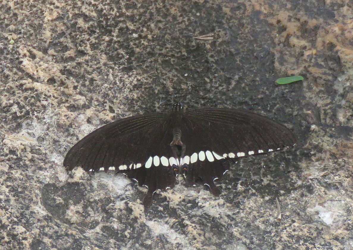 Common Mormon
