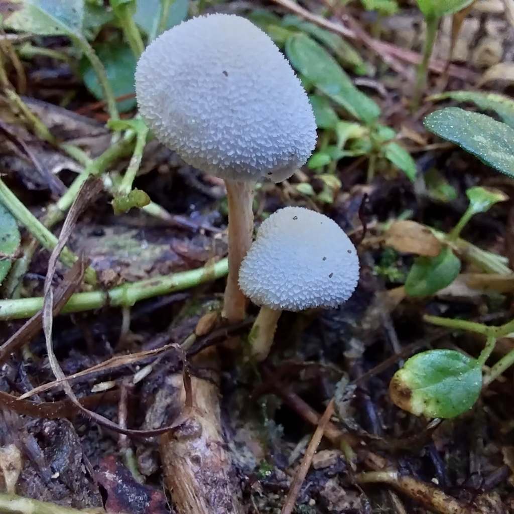 Tympanella galanthina · July 2025 · photo: © kiwialli (iNaturalist, cc-by)