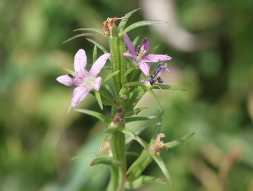 Legousia falcata, photograph 6