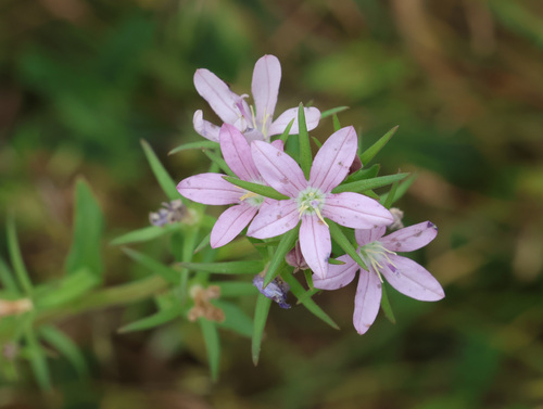 Legousia falcata, photograph 5