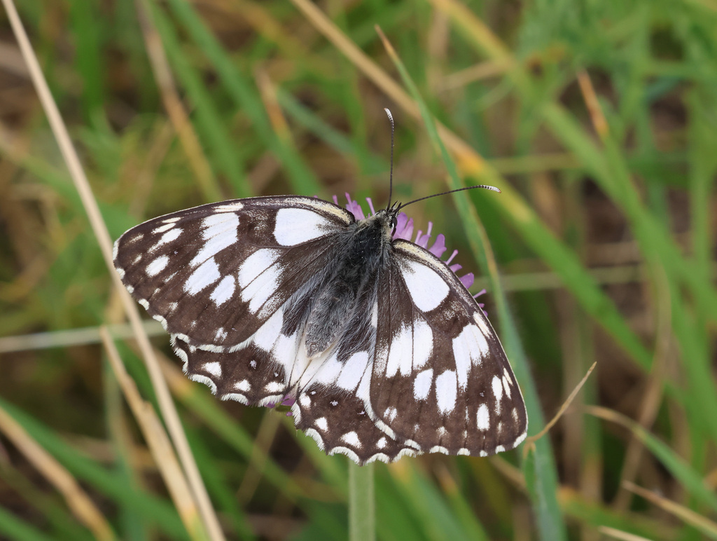 Moroccan Marbled White