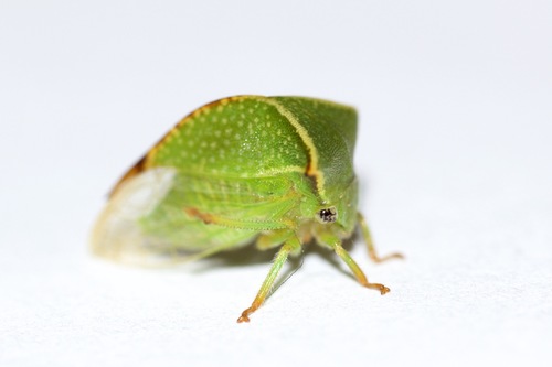 Buffalo Treehopper, photo 8 of 8