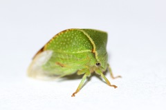 Buffalo Treehopper