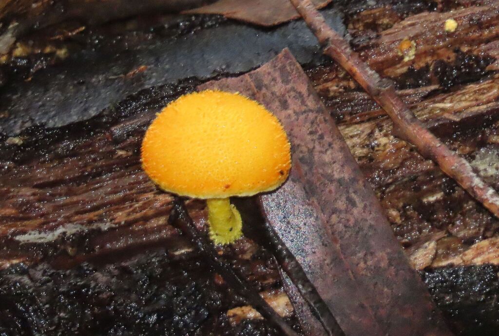 Cyptotrama asprata · May 2025 · photo: © ian_mcallan (iNaturalist, cc-by-nc)