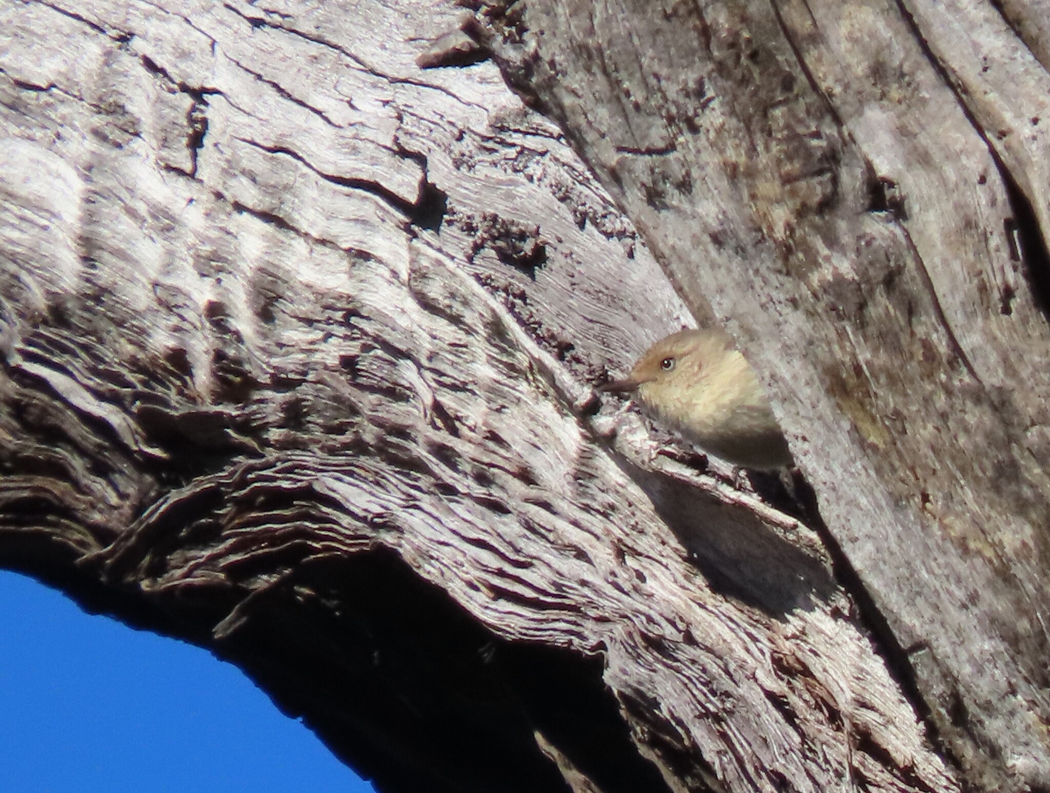 Western Thornbill (Acanthiza inornata), photo 9