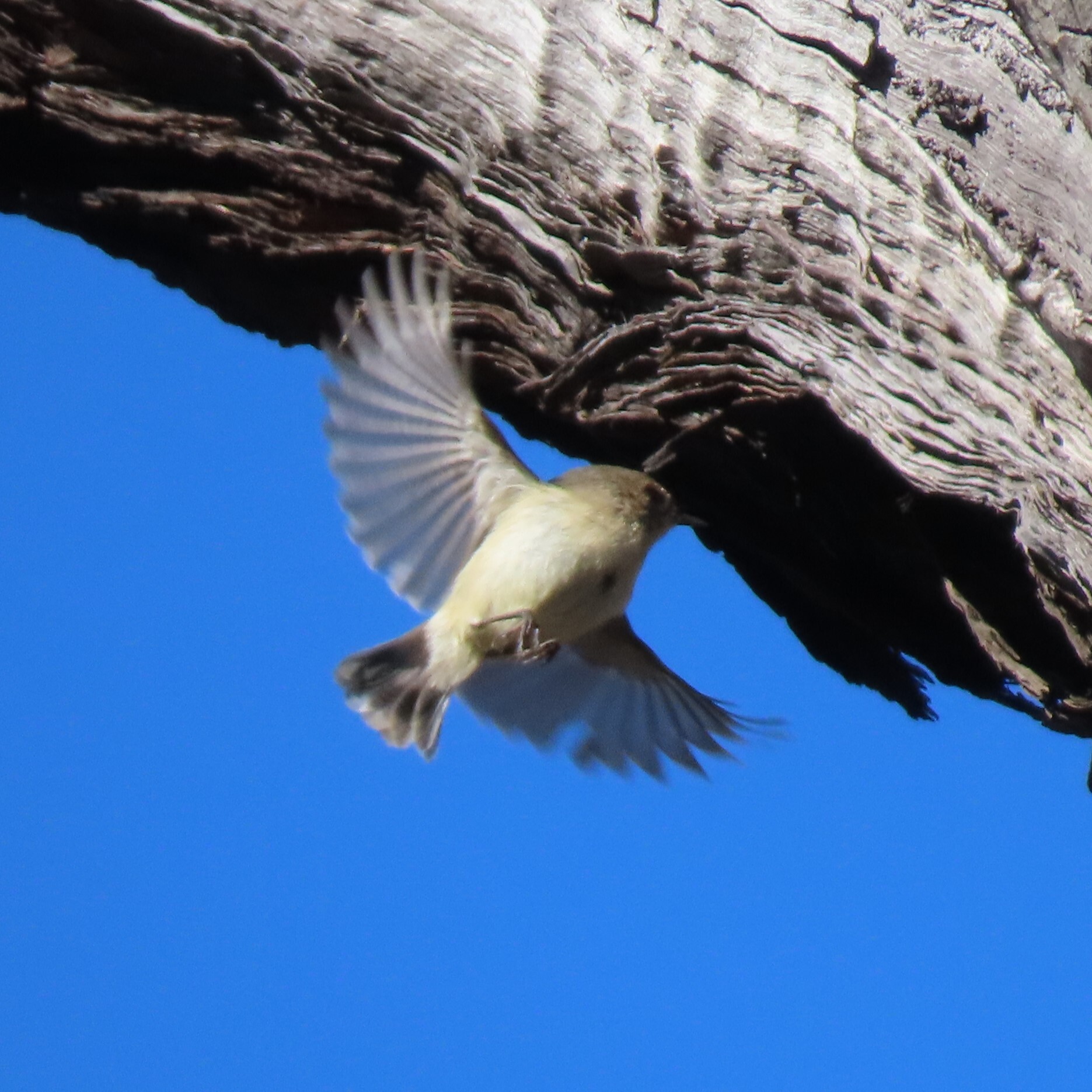 Western Thornbill (Acanthiza inornata), photo 10