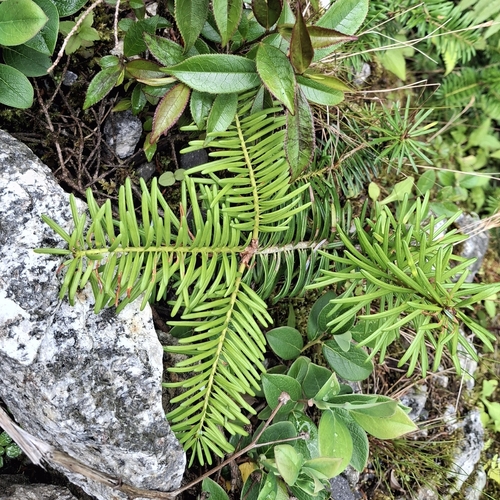 Taxus wallichiana, 2025-07-21