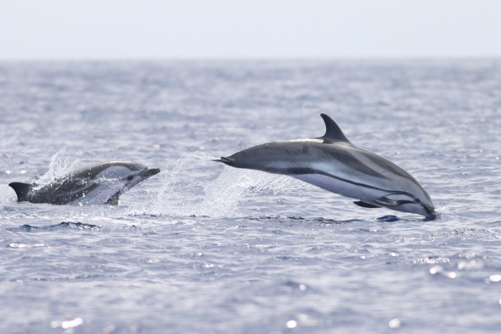 Striped Dolphin