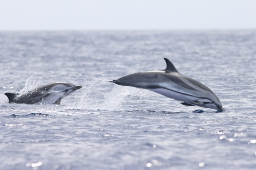 Delfín listado (Stenella coeruleoalba)
