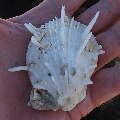 Spondylus victoriae observed 2025-07-26