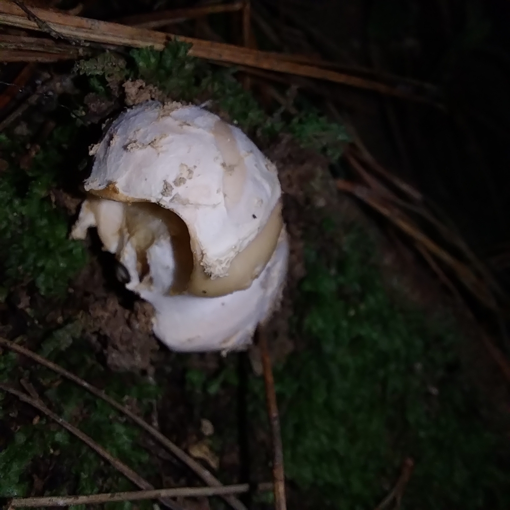 Amanita junquillea · July 2025 · photo: © kiwialli (iNaturalist, cc-by)