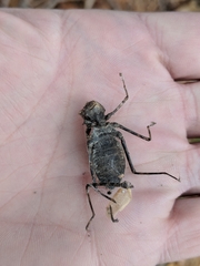 Macromiidae