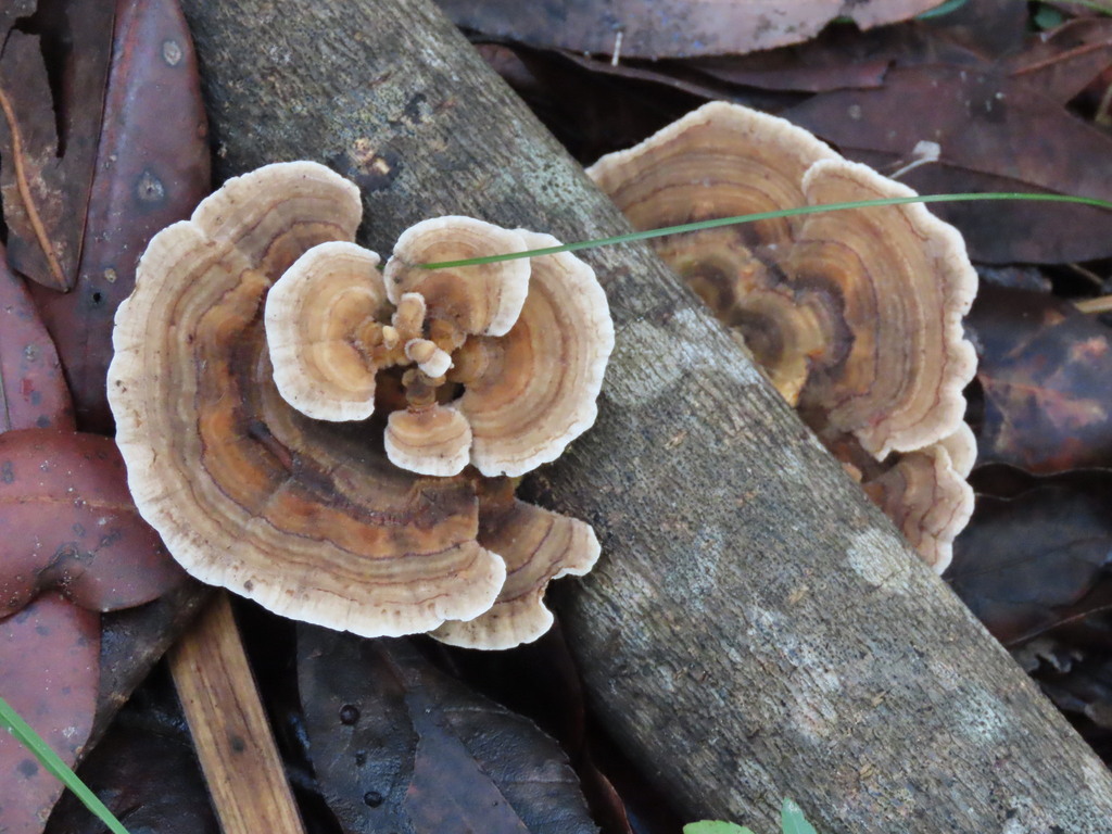 Trametes versicolor · May 2025 · photo: © ian_mcallan (iNaturalist, cc-by-nc)
