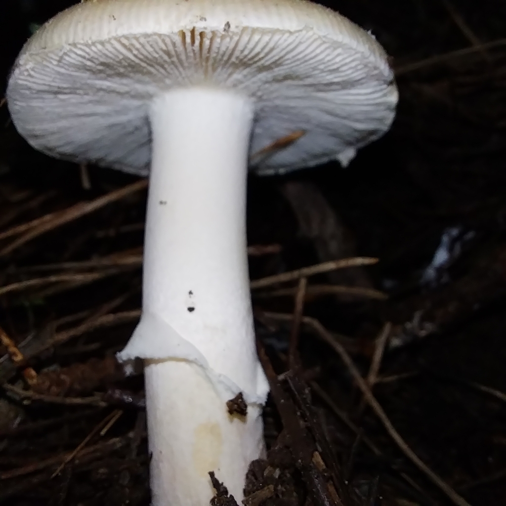Amanita junquillea · July 2025 · photo: © kiwialli (iNaturalist, cc-by)
