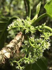 Dendrocnide latifolia