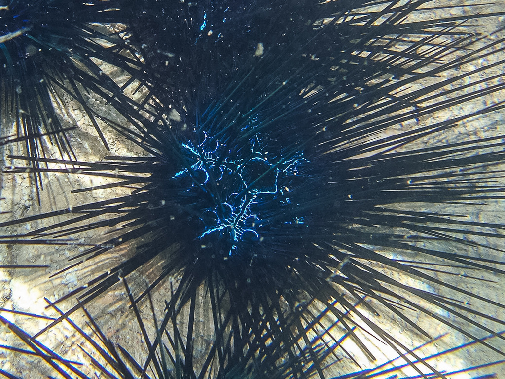 Savigny's Longspine Sea Urchin