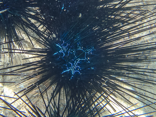 Diadema savignyi (Audouin, 1809)