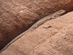 Urosaurus ornatus wrighti