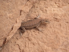 Urosaurus ornatus wrighti