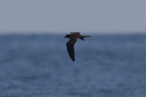 Petrel de Bulwer (Bulweria bulwerii)