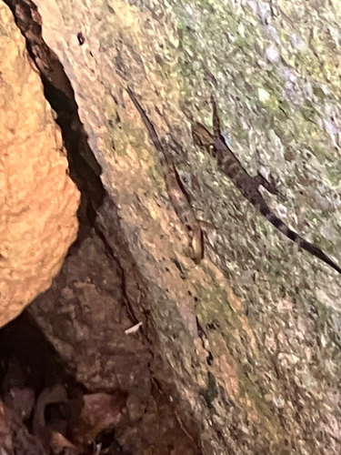 Stoliczka's Gecko, Cnemaspis affinis